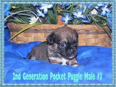 Puppies in KY